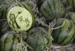 山东郓城大瓜爆料视频,揭秘背后惊人真相