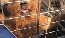 猫和狗的爆料视频播放,揭秘宠物界幕后趣闻