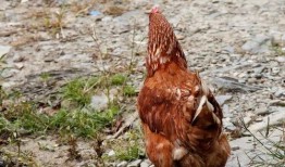 鸡王在线观看,揭秘网络直播界的传奇王者