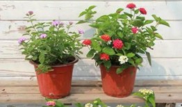 汕尾偷车爆料视频最新版,警方全力追查，市民热议