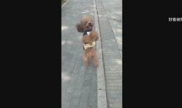 爆料娱乐小哥视频播放,揭秘热门视频背后的幕后故事