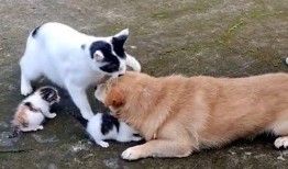 猫和狗的爆料视频播放,揭秘宠物界幕后趣闻