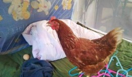 鸡王在线观看,揭秘网络直播界的传奇王者