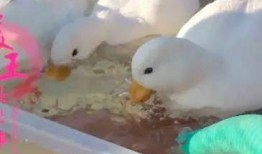 老皮鸭爆料转盘怎么做视频,揭秘转盘视频制作全攻略