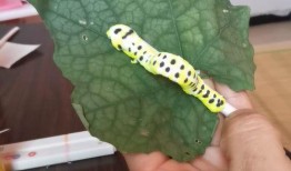 牛蛙爆料畸形视频在线观看,惊悚揭秘动物世界惊人真相