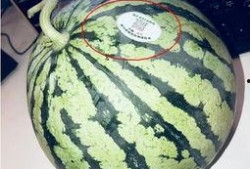 网红吃瓜视屏,揭秘娱乐圈幕后真相
