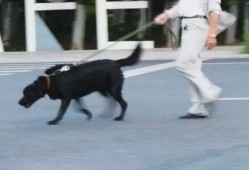 网友爆料遛狗视频大全