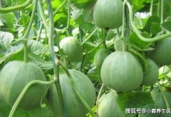 还原甜瓜爆料视频大全最新,揭秘视频大全背后的真相与内幕