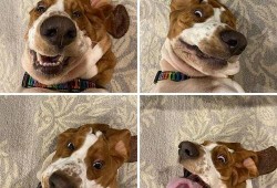 狗狗最新爆料文案搞笑图片,搞笑图片背后的秘密大揭秘！